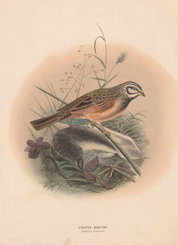 C1890 striped bunting emberiza - striped,