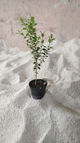 Bosso boxus buxus - bosso,