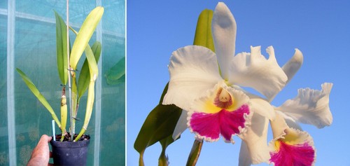 Cattleya chian tzy lass - cattleya,