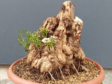 Bonsai Olivastro 30x24cm In