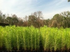 50 Containerized Loblolly Pine