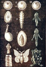 ZOOLOGIE : ÉTAPES de