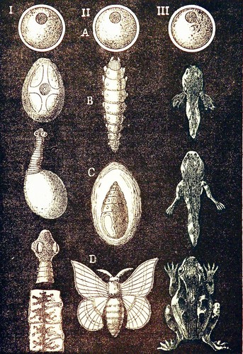 Zoologie étapes de - Étapes,