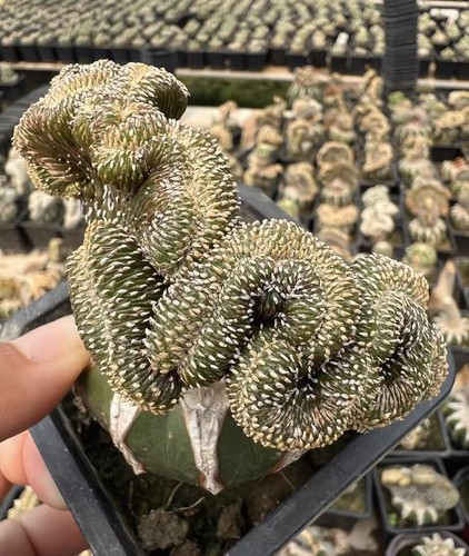 Raro cactus succulento - cactus,