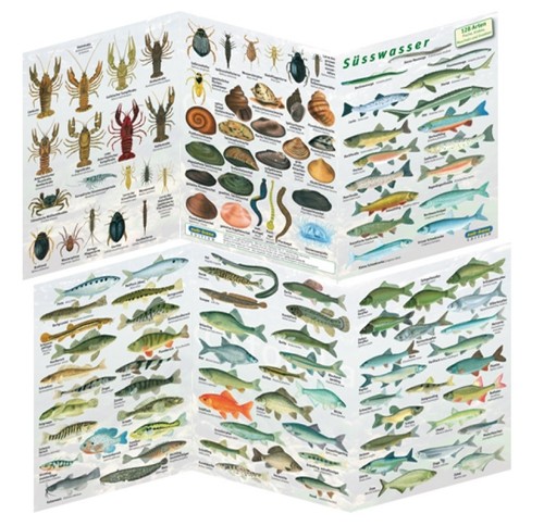 Foglio ripiegabile pesci acqua - foglio,
