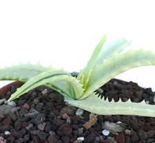 Aloe arborescens REVERSE VARIEGATED C867