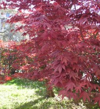 25 Semi Acero Giapponese - Seeds Red Maple - Acer Palmatum atropurpureum - FG1