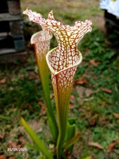 Sarracenia Leucophylla