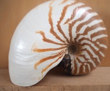 Large 16cm Shell Nautilus