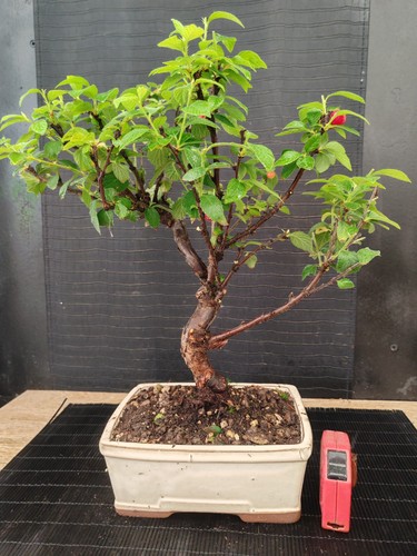 Bonsai prunus tormentosa - bonsai, di