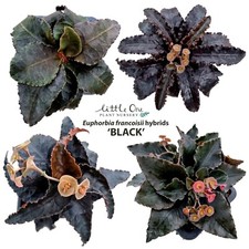 Vendo semi ibridi Euphorbia