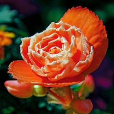 Bulbi di begonia - Doppio