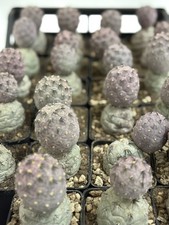 Tephrocactus alexanderi var