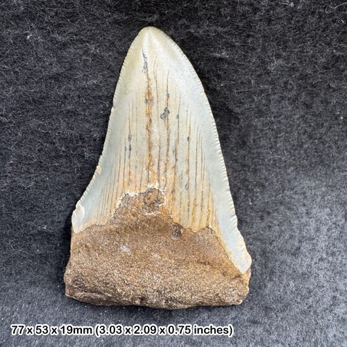 Authentic carcharodon - authentic,