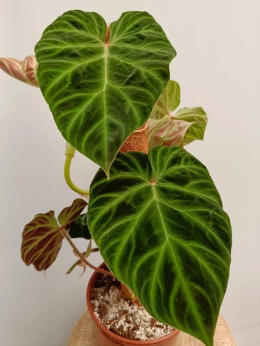 Philodendron verrucosum - philodendron,