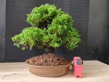 bonsai ginepro itoigawa 26 cm visita il negozio