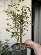 Acero Buergerianum - Bonsai