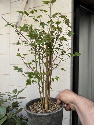Acero buergerianum bonsai - acero,