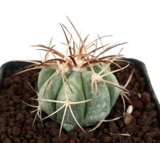 Echinocactus horizonthalonius var. nicholii (Saltillo, Mexico) - Nichols Türkenk