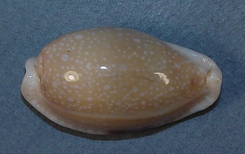 Cypraea erosa 34mm - cypraea, 33,34mm