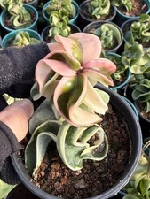 Pianta succulenta foglia