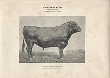 Stampa antica TORO razza