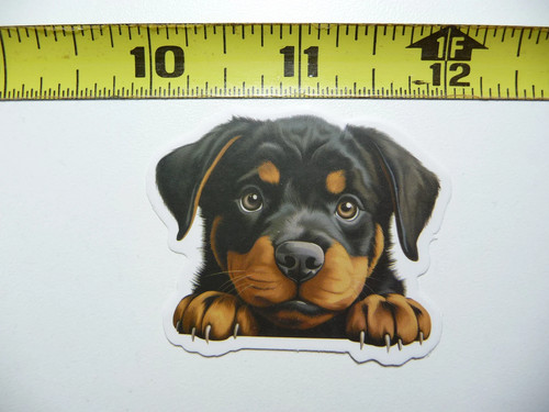 Peeking rottie rottweiler - rottie,