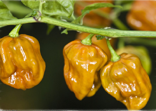 Semi peperoncino habanero - semi,