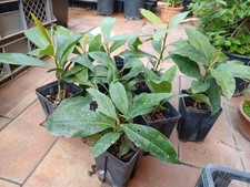 8 Magnolia grandiflora Fiore