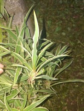 Talee di Falangio o  Nastrino - pianta depura aria