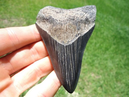 Megalodonte dente di - megalodonte,