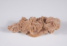 🌵 ROSA DEL DESERTO: Rara