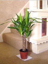 PIANTA ELEFANTIPA YUCCA SENZA