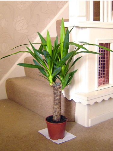 Pianta elefantipa yucca - yucca, senza