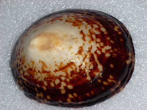 Cellana testudinaria monster - testudinaria,