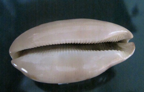Cypraea testudinaria mm - testudinaria,