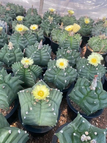 Seme astrophytum myriostygma - astrophytum,