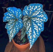 80003064 Begonia Betsy blue