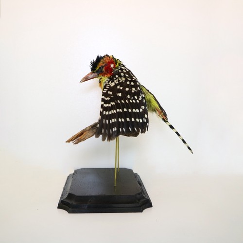 Barbet rosso giallo - e,