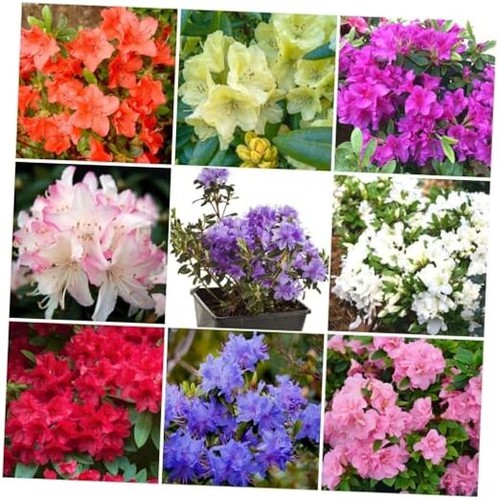 100 azalea flower seed for - azalea,