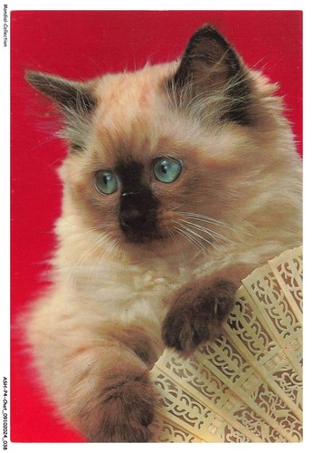 Ashp4 0219 gatto - -,