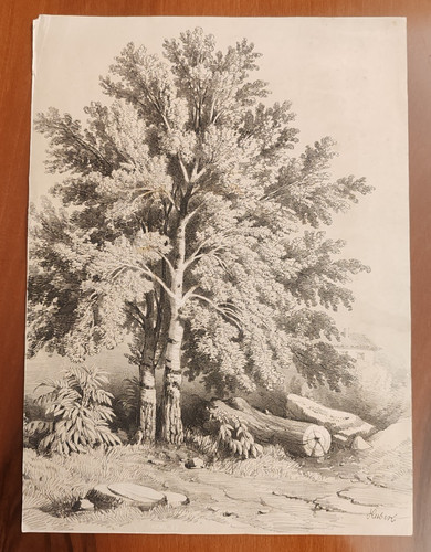 Bosco albero grande - albero, chioma
