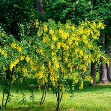Caragana arborescens -