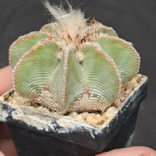 Aztekium hintonii (Mexico)