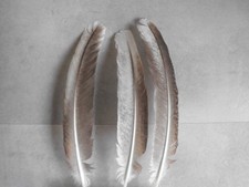 3 piume di pavone colorate