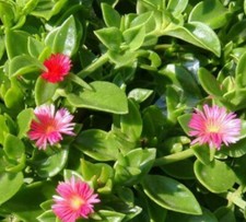 APTENIA CORDIFOLIA -Fiore