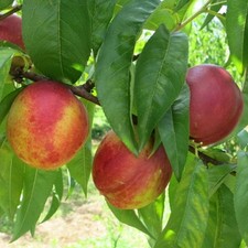 PIANTA DA FRUTTO PESCA FIOR DI