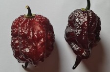 20 semi di Peperoncino Gator