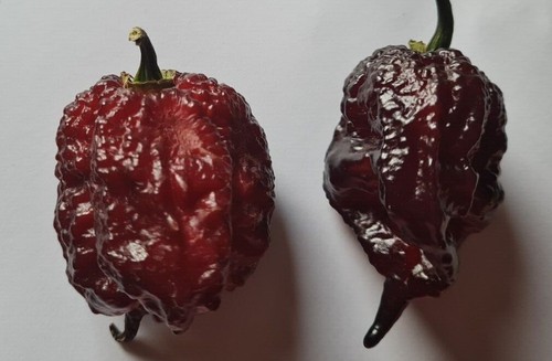 Semi peperoncino gator - semi, di