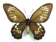 Ornithoptera priamus priamus